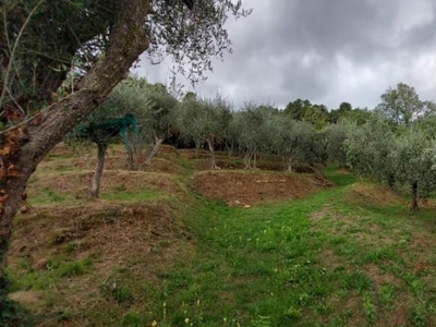 Terreno Agricolo in vendita, Capannori ruota