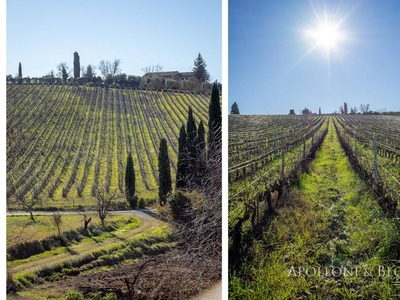 Chianti Classico Historical Wine Estate, Castellina In Chianti, Siena Tuscany