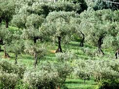 Vendita Rustico Capannori - Camigliano