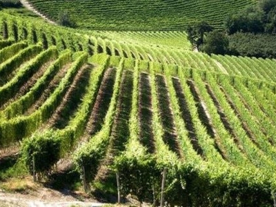 Terreno Agricolo in vendita a Cappella Maggiore piazza Vittorio Veneto