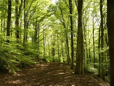 Terreno Agricolo in vendita a Valli del Pasubio