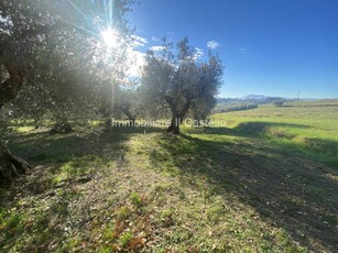 Terreno agricolo in Vendita a Castiglione del Lago Gioiella