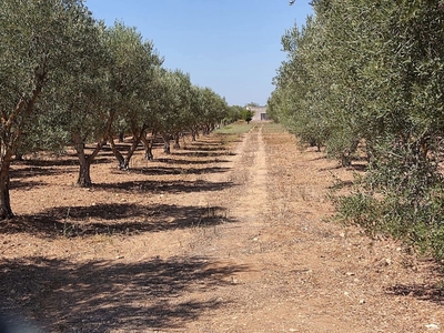 Terreno Agricolo in affitto a Grottaglie