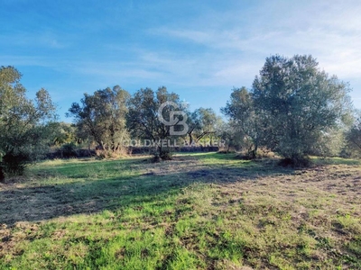 terreno agricolo in vendita a Farnese