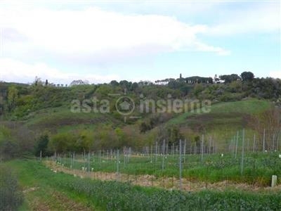 Terreno agricolo in buono stato di 98870 mq.