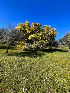 Terreno agricolo in Vendita in Via Capanna Murata a Velletri