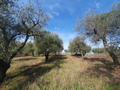 Terreno agricolo in Vendita in Via Civitellese Km 4.700 a Civitella San Paolo