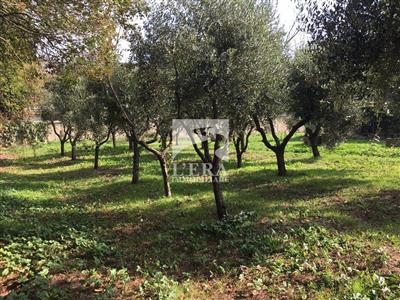 Terreno residenziale in buono stato di 944 mq. a La Borra