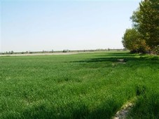 Terreno agricolo in buono stato di 3500 mq. a Parezzana