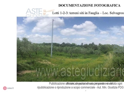 Terreno agricolo in Vendita in Via Selvagrossa a Fauglia