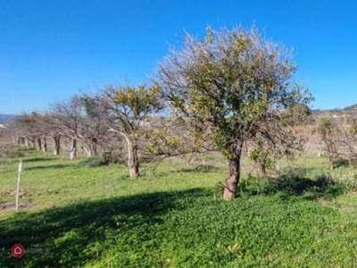 Terreno edificabile in Vendita in Contrada principessa Famiglia Di Stefano a Scordia