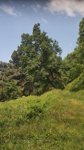 Rustico con giardino, Montignoso sant'eustachio