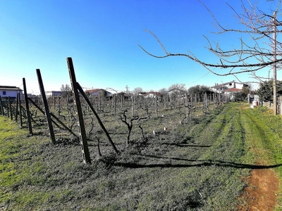 Terreno Agricolo in vendita, Massa alteta