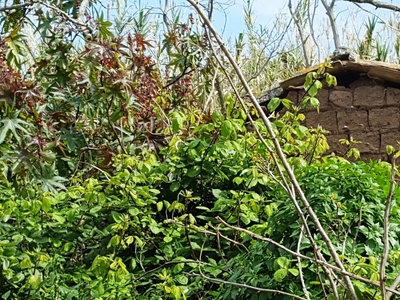 Terreno edificabile in vendita 4 Stanze da letto a Tropea