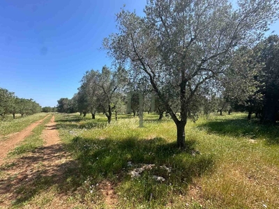 Terreno edificabile in vendita a Carovigno