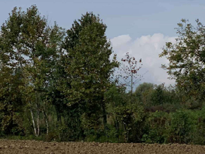 Vendita Terreno Agricolo Pordenone