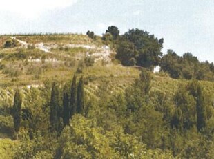 Azienda agricola in vendita a Bucciano - San Miniato