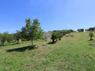 Ter. agricolo in vendita