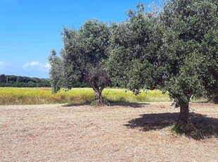 Terreno agricolo in Vendita a San Vincenzo San Vincenzo LI,