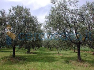 Terreno agricolo in vendita a Vetralla