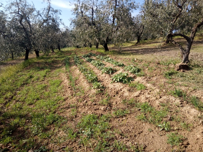 Terreno Agricolo in Affitto/Vendita a Vinci