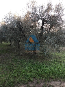 Terreno Agricolo in Vendita a Empoli