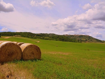 Bellissima Azienda Agricola in Vendita ad Asciano, Crete Senesi