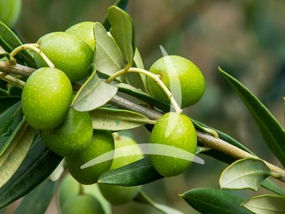 Tenuta Biodinamica in Vendita a Palaia: Lusso, Storia e Sostenibilità in Toscana