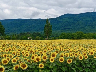 Proprietà in vendita a Greve In Chianti: Azienda agricola con splendida masseria e terreno