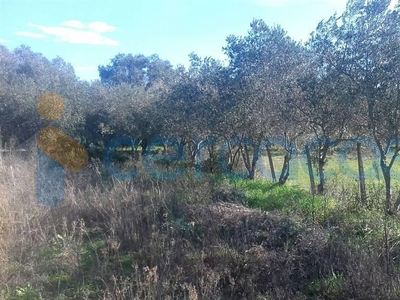 Terreno agricolo in vendita a Tuscania