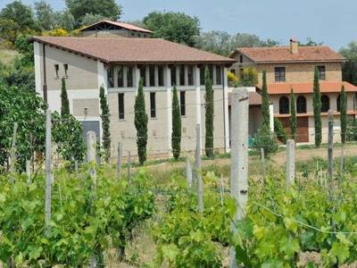 The Vineyard In The Sun, Montepulciano, Siena  Tuscany