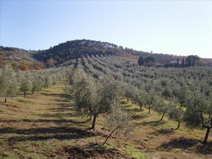 Azienda agricola in vendita a Paciano