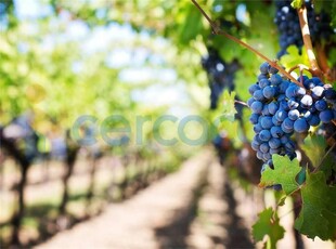 Terreno agricolo in vendita a Motta Di Livenza