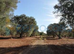 Terreno agricolo in vendita a San Vito Dei Normanni