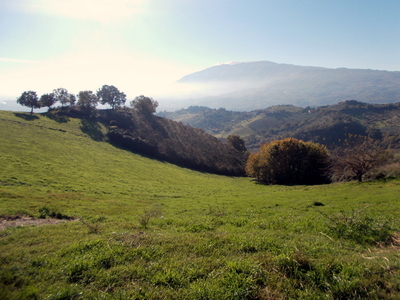 azienda agricola in vendita a Maltignano