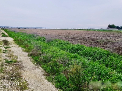 Terreno Agricolo in vendita a Calcinaia