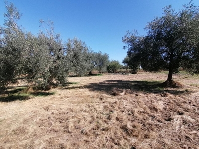 terreno agricolo in vendita a Pitigliano