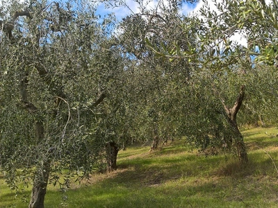Terreno Agricolo in vendita in vocabolo cerquelasce, Lugnano in Teverina