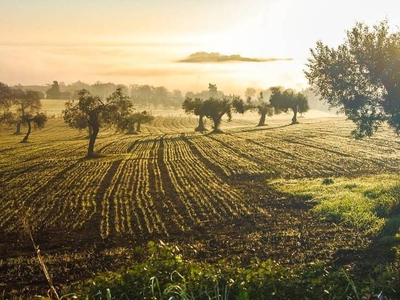 Greve in Chianti: Villa di Lusso in Vendita nel Cuore della Toscana