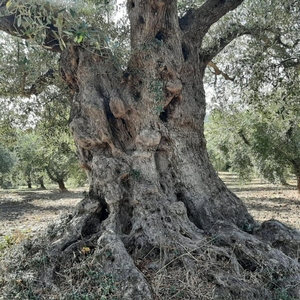 Terreno agricolo in vendita a Vasto