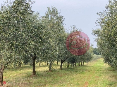 Terreno agricolo in Vendita in a Santarcangelo di Romagna