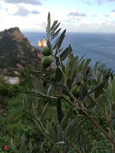 Terreno agricolo in Vendita in Traversa Torina a Capri