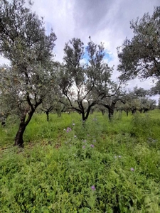 terreno agricolo in vendita a Lamezia Terme