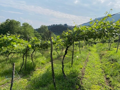 Botticino sera terreno agricolo in vendita