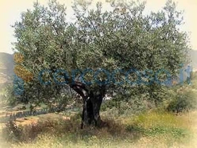 Terreno agricolo in vendita a Amelia