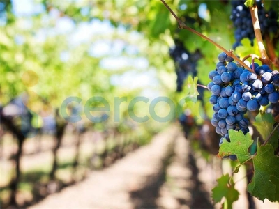 Terreno agricolo in vendita a Gradisca D'Isonzo