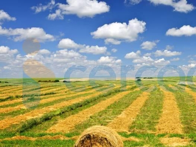 Terreno agricolo in vendita a Molinella