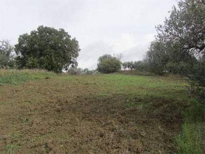 Terreno agricolo seminativo con uliveto