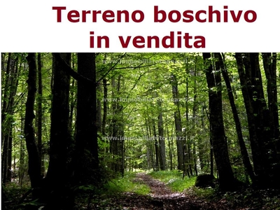 Terreno boschivo quasi pronto al taglio.