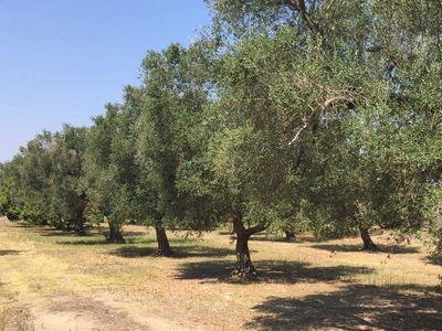 Vendita Terreno agricolo, MESAGNE